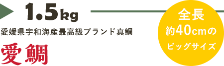 愛媛県宇和海産最高級ブランド真鯛