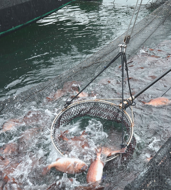 豊穣の海宇和海で育てた最高級養殖真鯛「愛鯛」