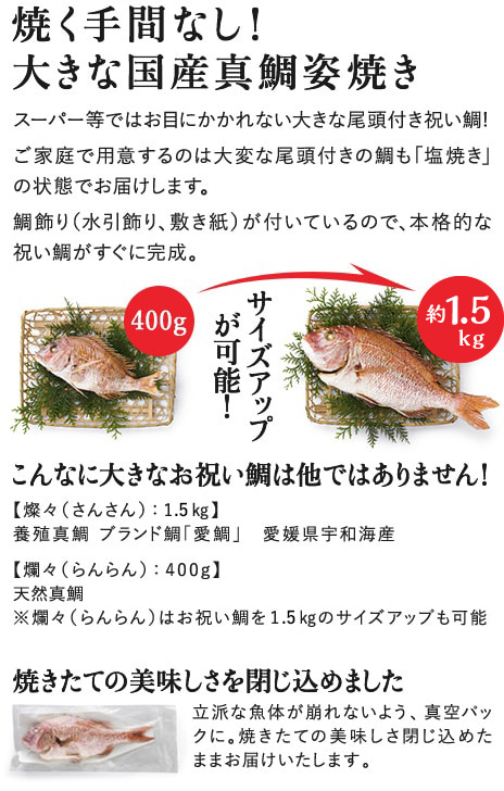 焼く手間なし！大きな国産真鯛姿焼き