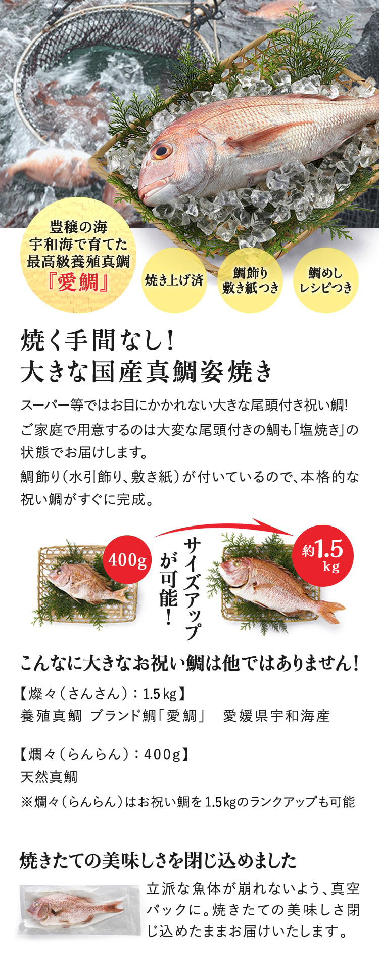 豊穣の海宇和海で育てた最高級養殖真鯛「愛鯛」