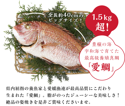 1.5kg超！豊穣の海宇和海で育てた最高級養殖真鯛「愛鯛」
